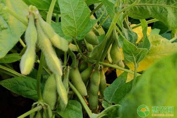 大豆高产需要掌握的种植技巧有哪些？-图片版权归惠农网所有