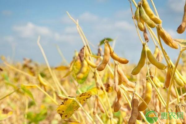 大豆高产需要掌握的种植技巧有哪些？-图片版权归惠农网所有