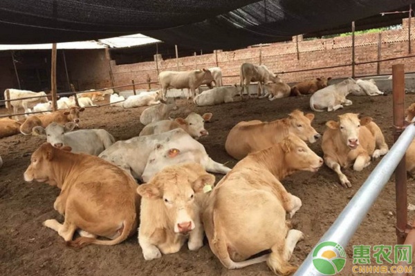 肉牛养殖有哪些常见疾病？肉牛常见疾病及其防治措施-图片版权归惠农网所有