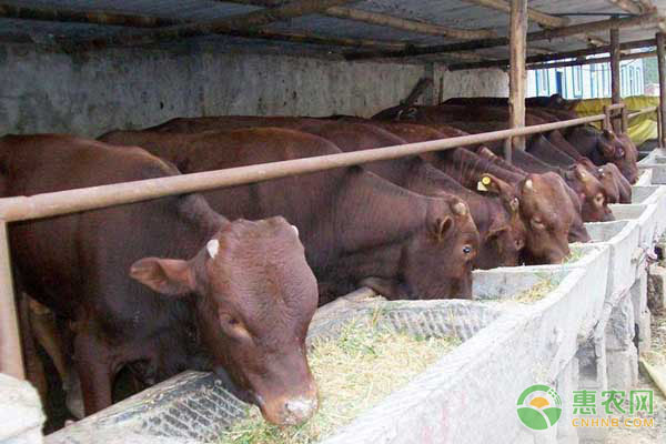 养殖肉牛多久出栏？-图片版权归惠农网所有