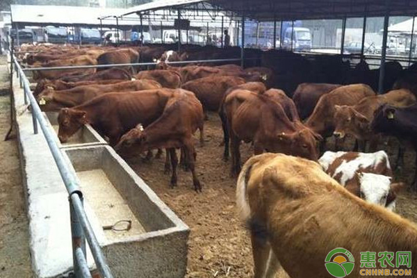肉牛每年要做些什么疫病注射?-图片版权归惠农网所有