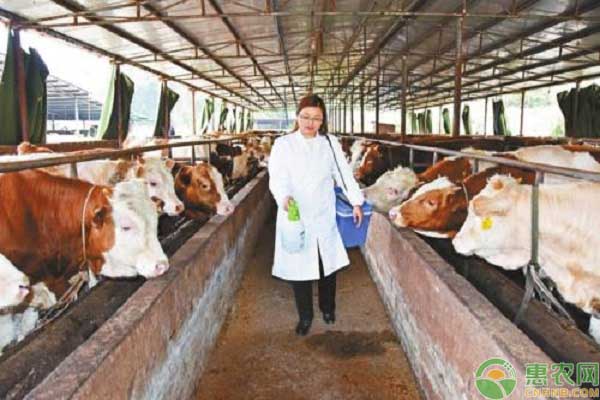 肉牛养殖消毒的方法及措施-图片版权归惠农网所有