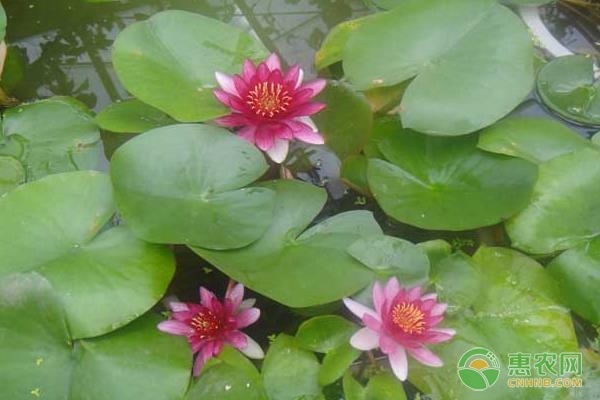 碗莲要怎么种？碗莲的种植方法介绍-图片版权归惠农网所有
