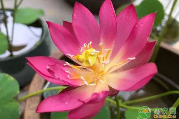 碗莲无土水养方法-图片版权归惠农网所有