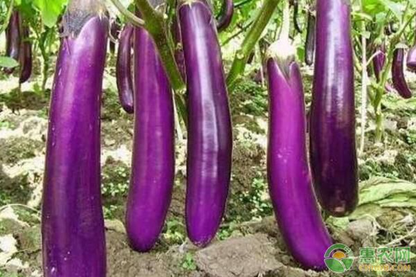 农夫长茄如何高产栽培？南方地区农夫长茄高产栽培技术-图片版权归惠农网所有