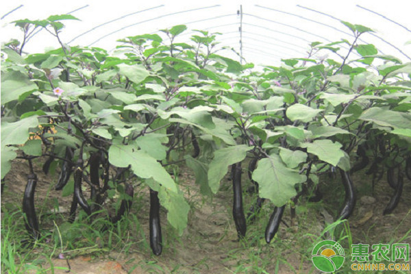 大棚茄果类蔬菜冬季生产关键技术-图片版权归惠农网所有