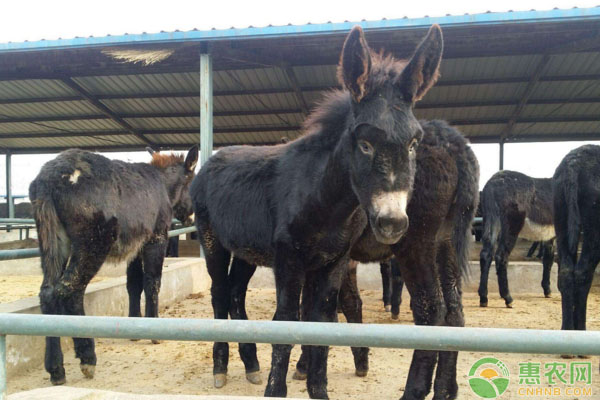 如何养殖乌头驴?乌头驴养殖技术 如何养殖乌头驴?乌头驴养殖技术-图片版权归惠农网所有