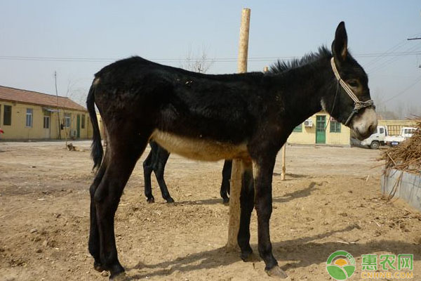 如何养殖乌头驴?乌头驴养殖技术 如何养殖乌头驴?乌头驴养殖技术-图片版权归惠农网所有