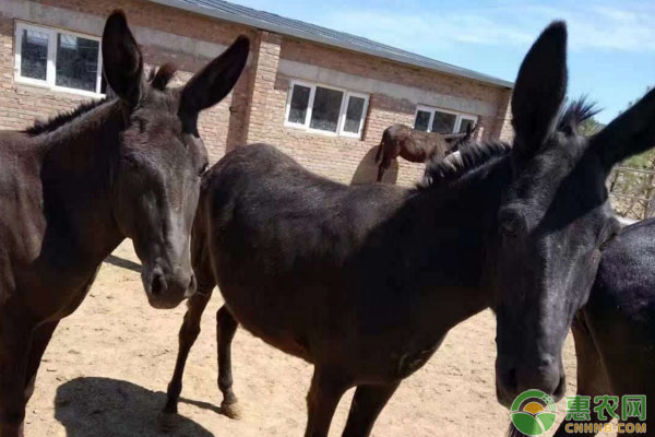 如何养殖乌头驴?乌头驴养殖技术 如何养殖乌头驴?乌头驴养殖技术-图片版权归惠农网所有