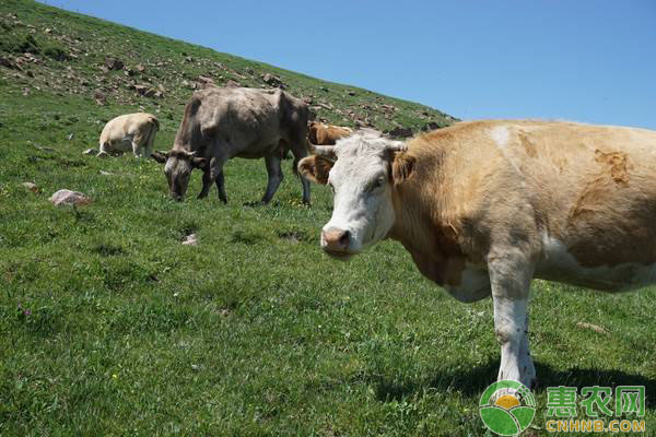 为什么说“养猪就是养肠道，养牛就是养瘤胃”？-图片版权归惠农网所有