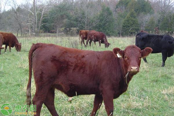 养牛常见疾病防治方法-图片版权归惠农网所有