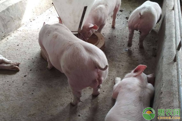 母猪产后常见疾病防治-图片版权归惠农网所有