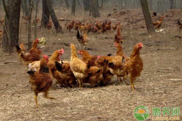 家禽养殖过程中如何判断家禽是否得病？-图片版权归惠农网所有