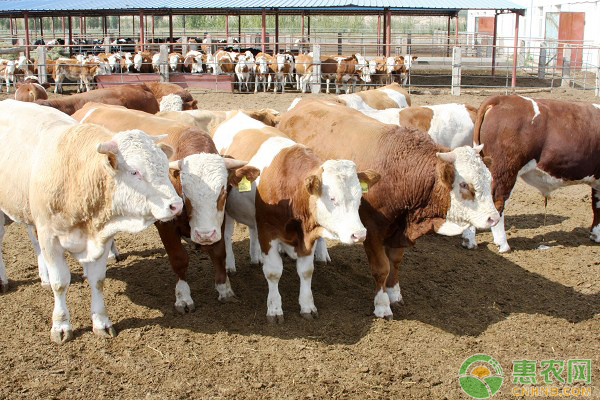 中草药在肉牛疾病防治中的应用-图片版权归惠农网所有