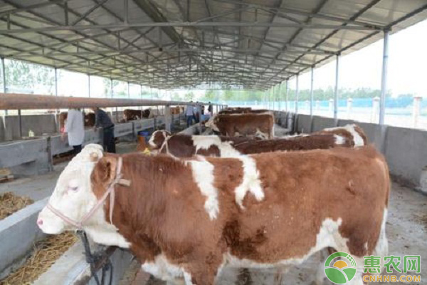 中草药在肉牛疾病防治中的应用-图片版权归惠农网所有