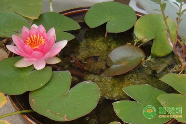 碗莲的水培种植方法-图片版权归惠农网所有