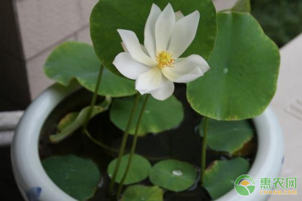 碗莲的水培种植方法-图片版权归惠农网所有