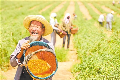 → 6月24日，提着采摘下来的红枸杞，站在枸杞田里的大爷开心地笑了。
