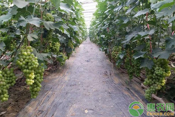 葡萄萌芽期管理-图片版权归惠农网所有