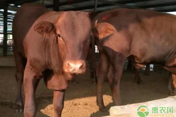 牛的养殖方式和成本-图片版权归惠农网所有