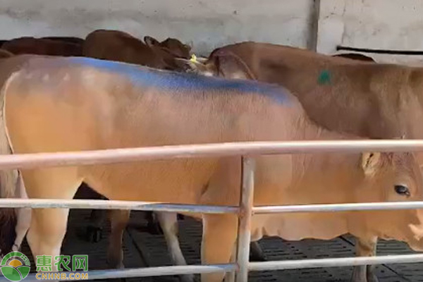 牛的养殖方式和成本-图片版权归惠农网所有