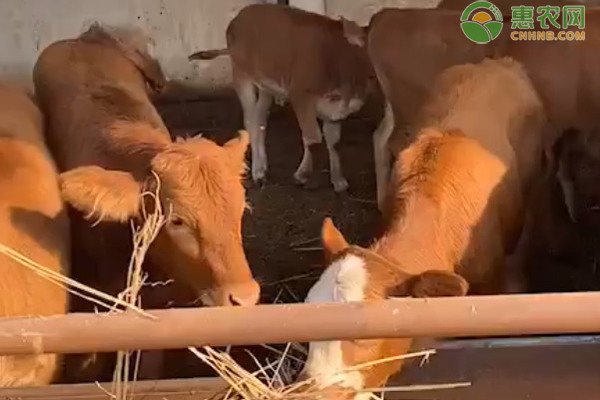牛的养殖方式和成本-图片版权归惠农网所有