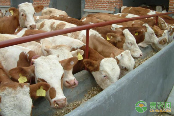 肉牛食欲差怎么办？这五大解决方法值得收藏！-图片版权归惠农网所有