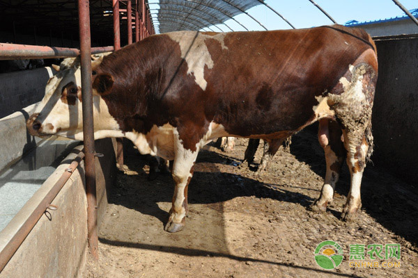 肉牛食欲差怎么办？这五大解决方法值得收藏！-图片版权归惠农网所有
