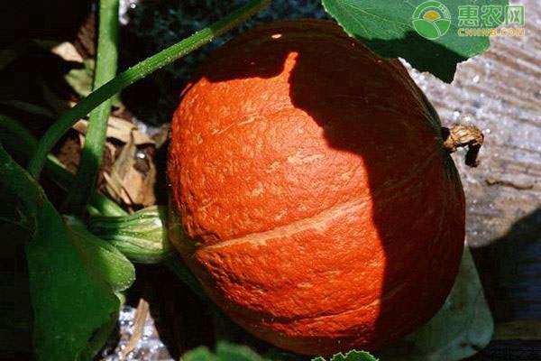 南瓜什么时候定植好？定植后怎么管理？-图片版权归惠农网所有