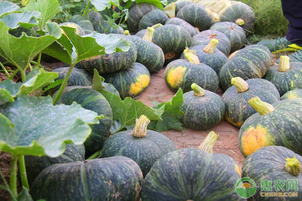 南瓜什么时候定植好？定植后怎么管理？-图片版权归惠农网所有