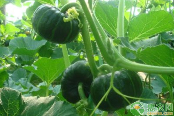 贝贝小南瓜种植时间和方法-图片版权归惠农网所有