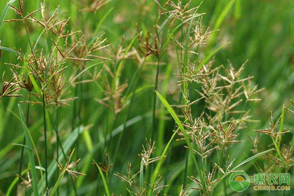 养鸡偏方 养鸡小偏方:中草药香附子养鸡妙用分享-图片版权归惠农网所有