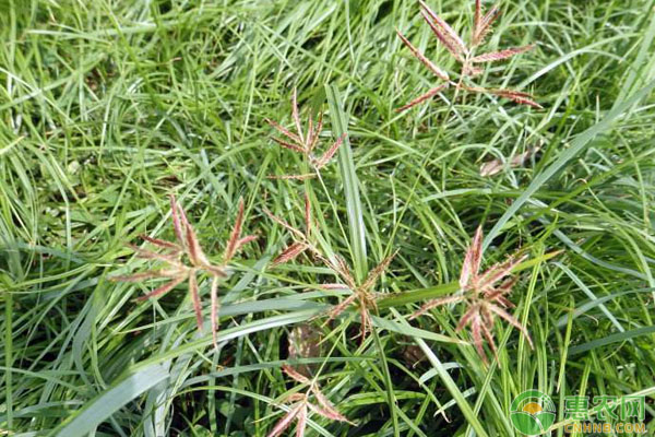 香附子养鸡妙用 养鸡小偏方:中草药香附子养鸡妙用分享-图片版权归惠农网所有