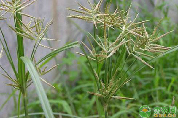 香附子养鸡 养鸡小偏方:中草药香附子养鸡妙用分享-图片版权归惠农网所有