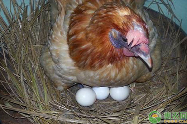 “寡鸡蛋”是什么？怎样才能挑选出“寡鸡蛋”？-图片版权归惠农网所有