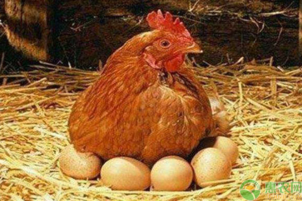 “寡鸡蛋”是什么？怎样才能挑选出“寡鸡蛋”？-图片版权归惠农网所有
