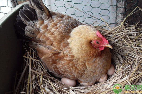 “寡鸡蛋”是什么？怎样才能挑选出“寡鸡蛋”？-图片版权归惠农网所有