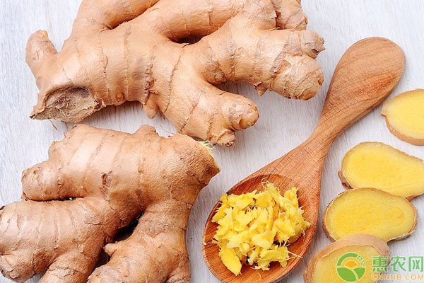 养鸡知识：生姜大葱和花椒养鸡的功效！-图片版权归惠农网所有