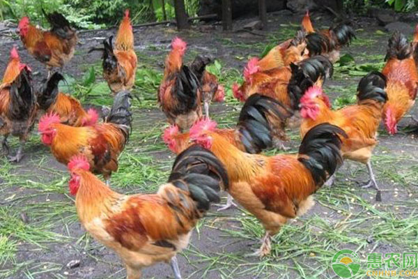 养鸡知识：生姜大葱和花椒养鸡的功效！-图片版权归惠农网所有