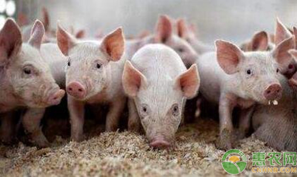 生猪养殖：10日龄到断奶期的饲养管理及疾病防治-图片版权归惠农网所有