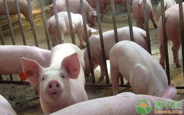 生猪养殖：10日龄到断奶期的饲养管理及疾病防治-图片版权归惠农网所有