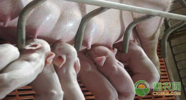 母猪产后便秘怎么办？如何防治母猪产后便秘？-图片版权归惠农网所有