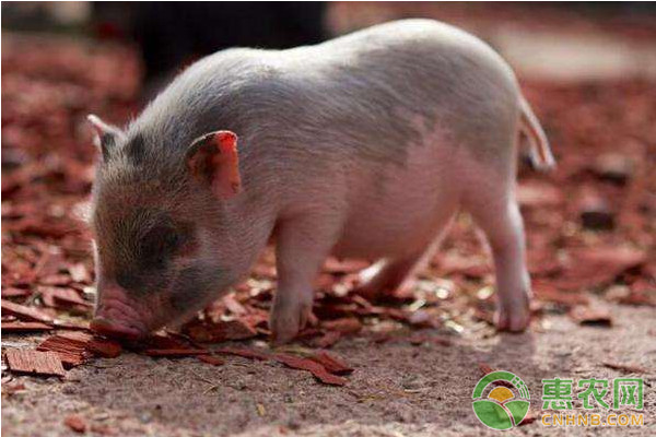 猪突然猝死都是哪些原因造成的？如何预防？-图片版权归惠农网所有