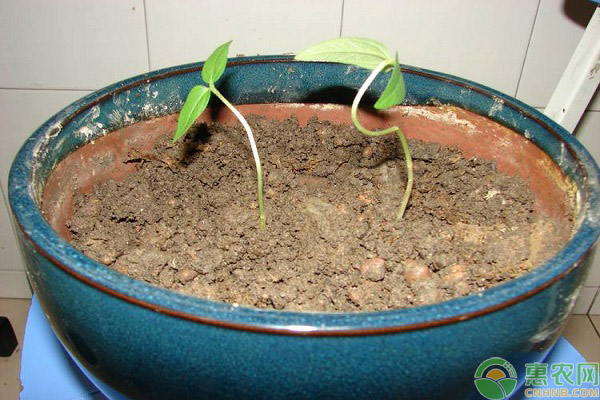 绿豆种植技术 绿豆的种植技术及相关要点-图片版权归惠农网所有