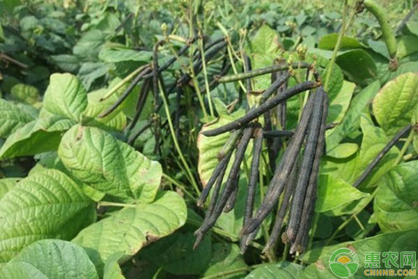 绿豆种植 绿豆的种植技术及相关要点-图片版权归惠农网所有