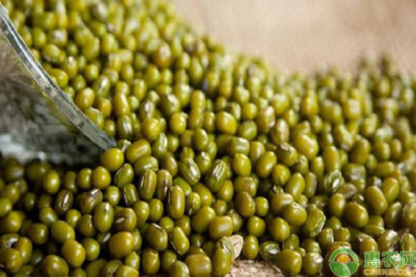 绿豆种植相关要点 绿豆的种植技术及相关要点-图片版权归惠农网所有