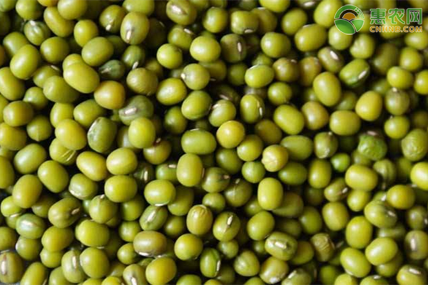 绿豆高产关键种植技术-图片版权归惠农网所有