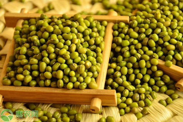 绿豆高产关键种植技术-图片版权归惠农网所有