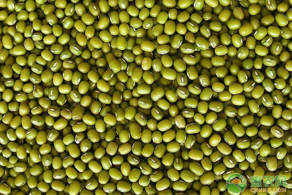 绿豆高产关键种植技术-图片版权归惠农网所有