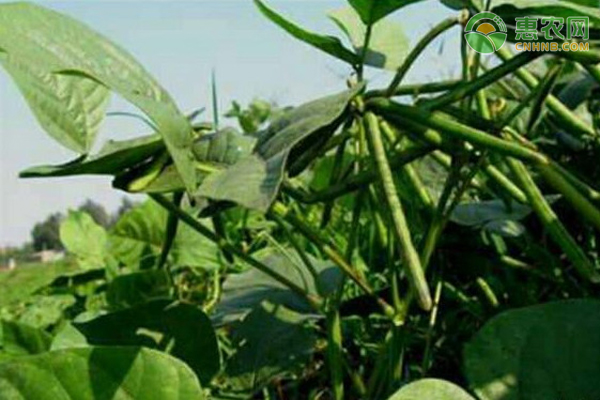 绿豆什么时候种植比较好？有哪些注意要点？-图片版权归惠农网所有